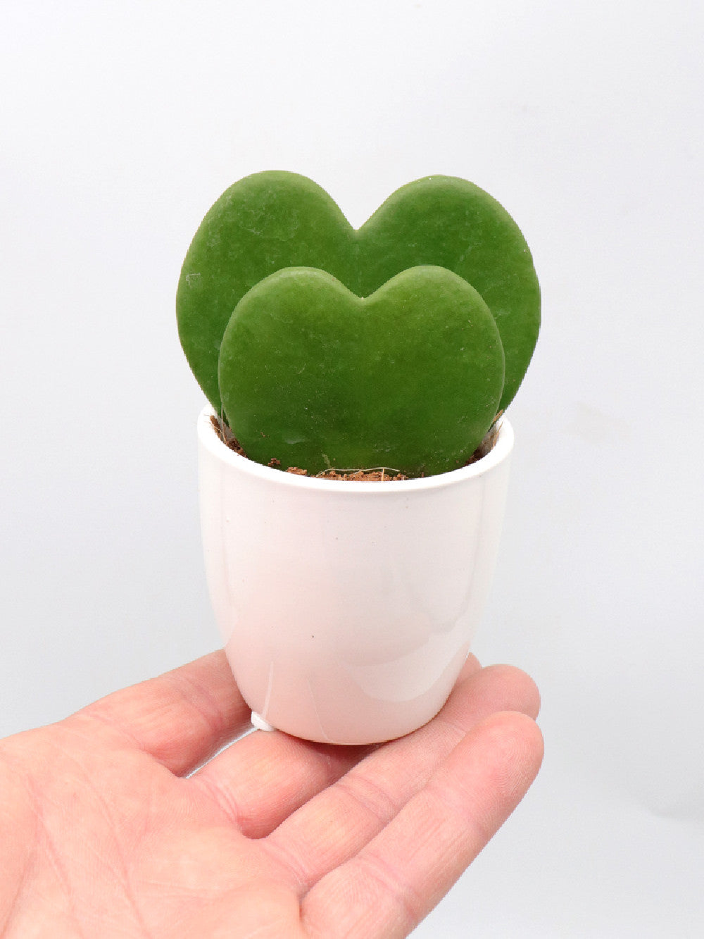 Hoya kerrii doppio cuore vaso bianco