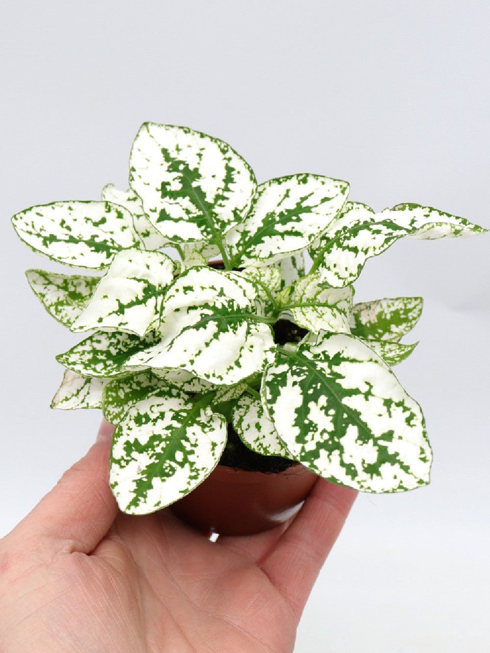 Hypoestes "white"