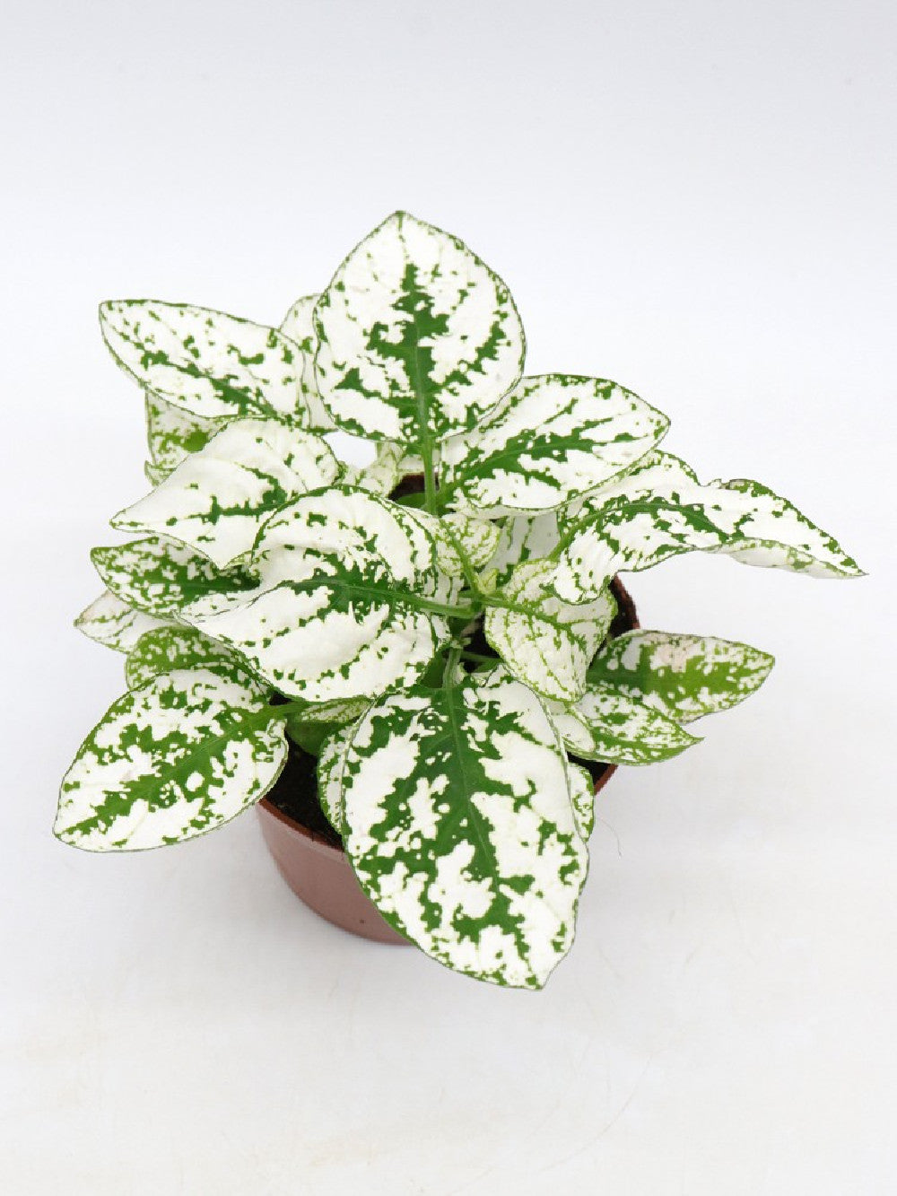 Hypoestes "white"
