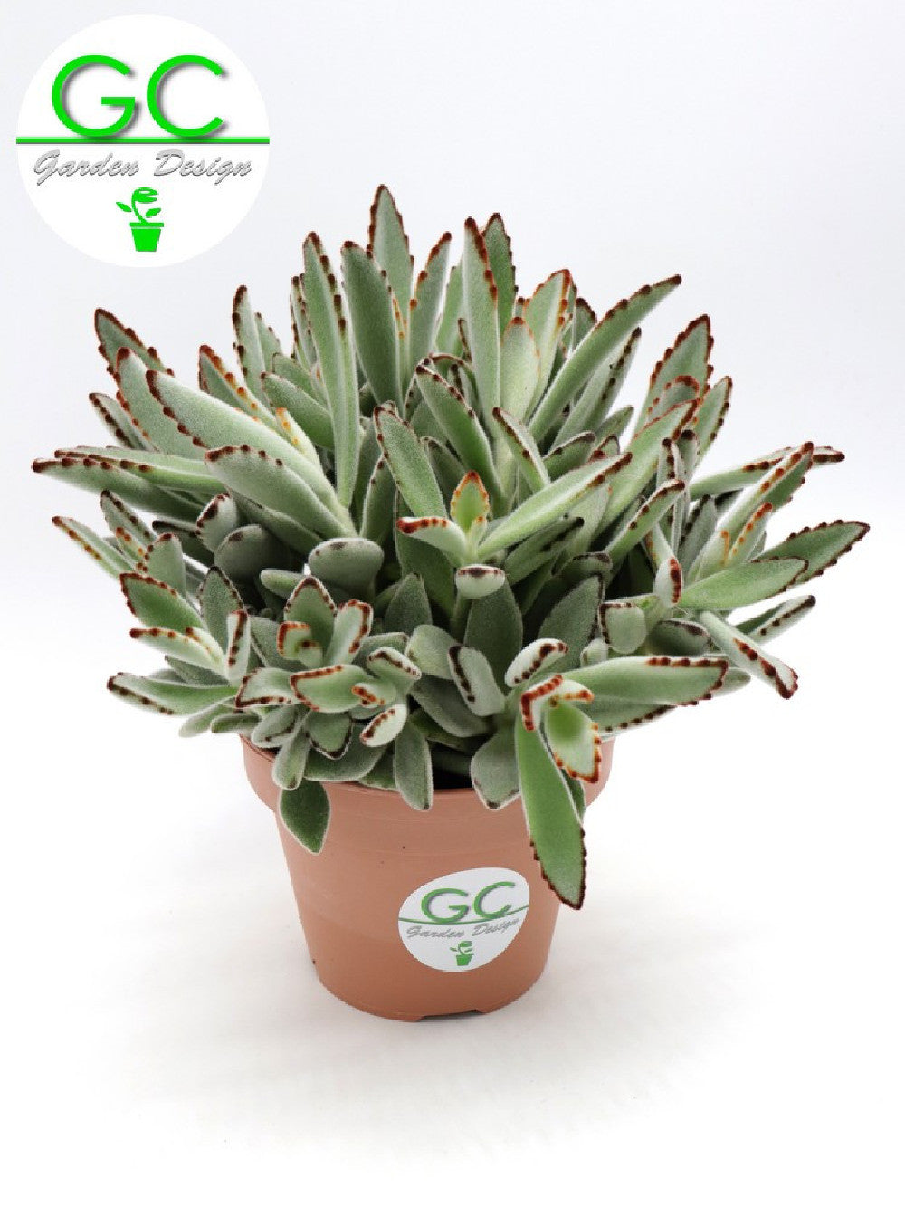 Kalanchoe tomentosa