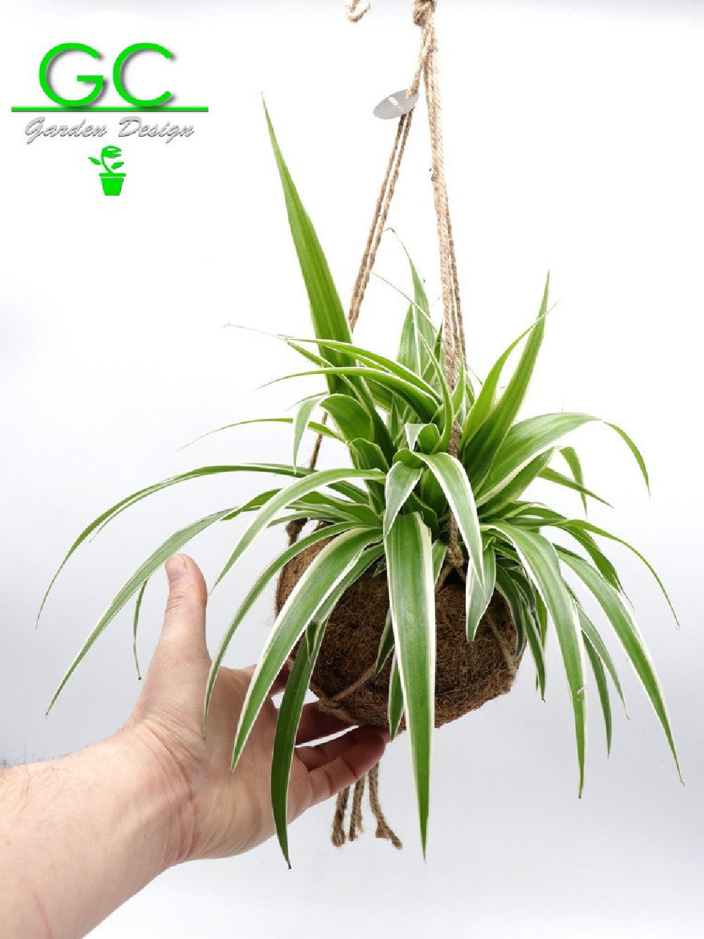 Kokedama con clorofito