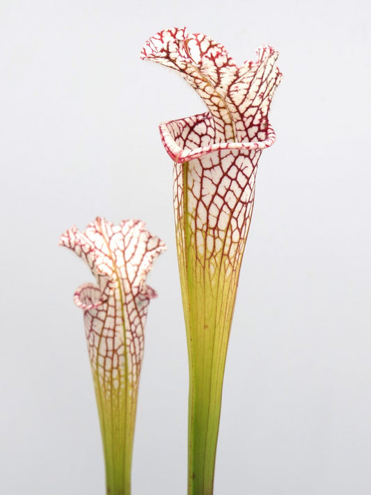 L09 MK x Leucophylla "Finestre grandi" AA