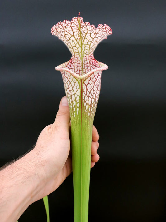 L11 GC  Sarracenia leucophylla
