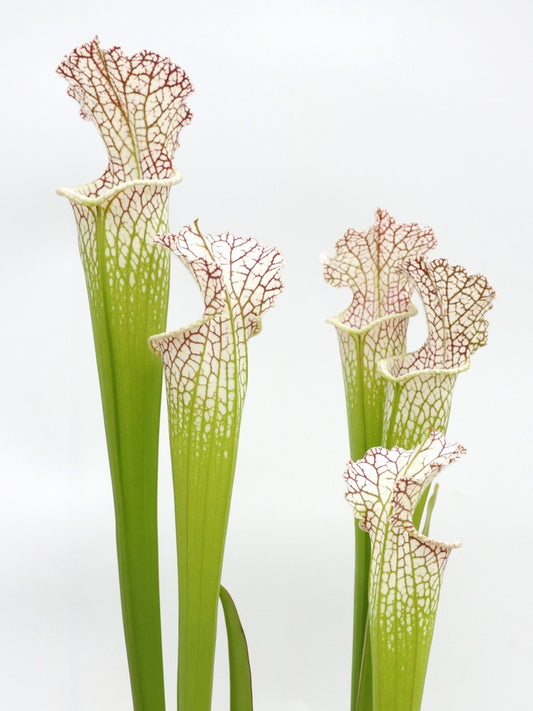 L12 GC  Sarracenia leucophylla