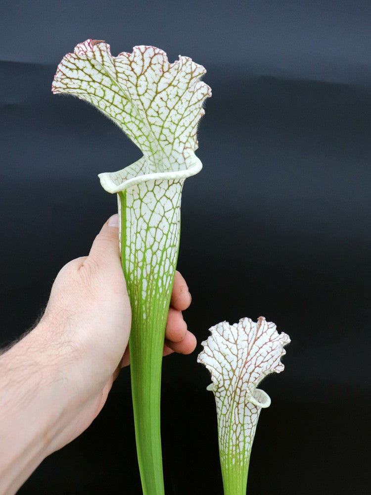 L14 GC Sarracenia leucophylla