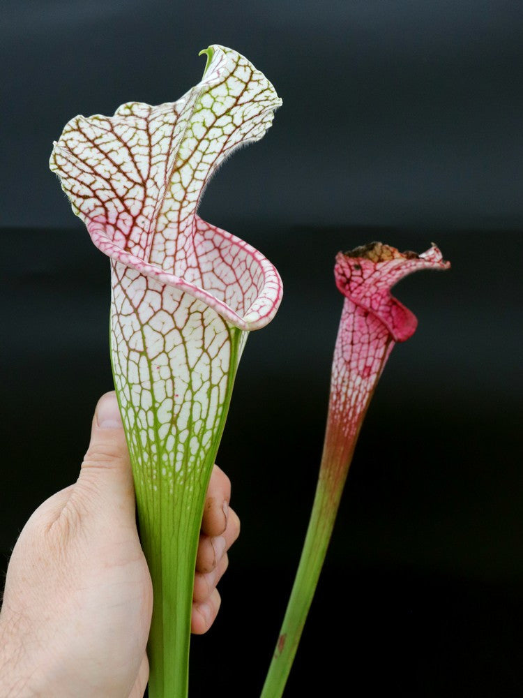 L15 GC Sarracenia leucophylla