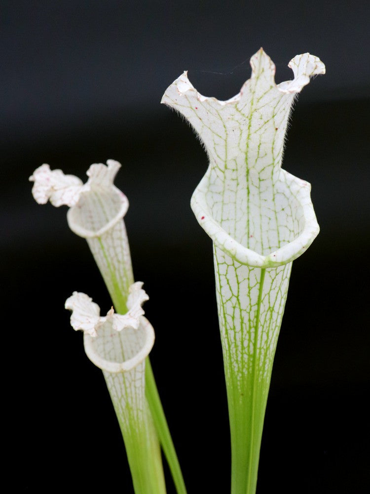 L17 GC Sarracenia leucophylla var. alba