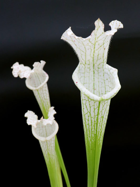 L17 GC  Sarracenia leucophylla var. alba