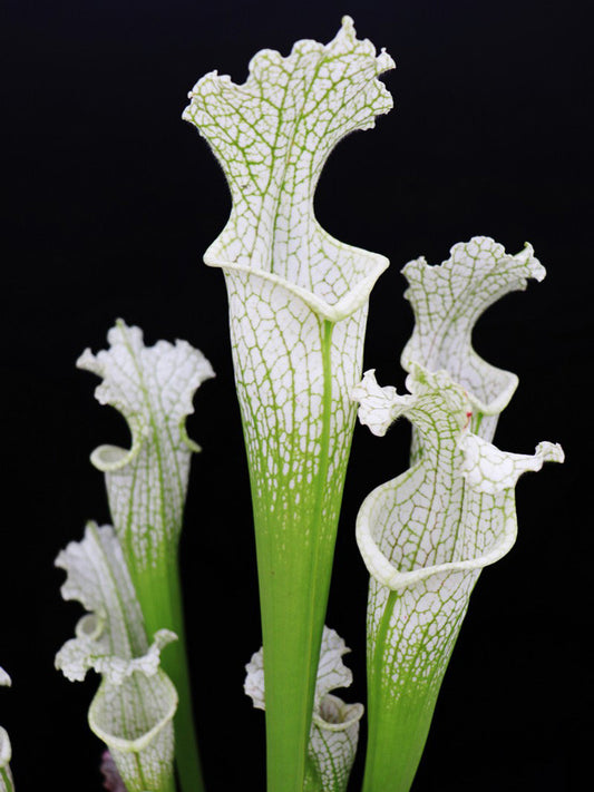 L18 GC  Sarracenia leucophylla " Sanctum "