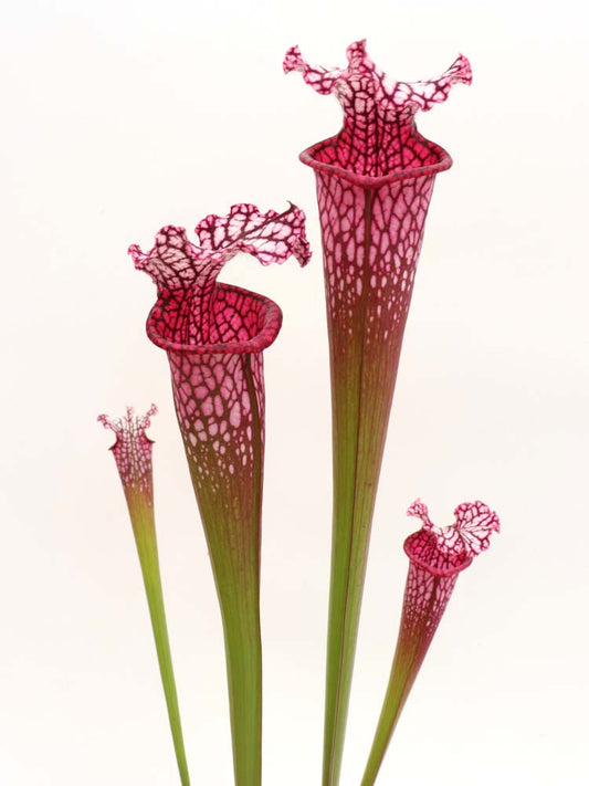 L1 GC  Sarracenia leucophylla " Cinerina "