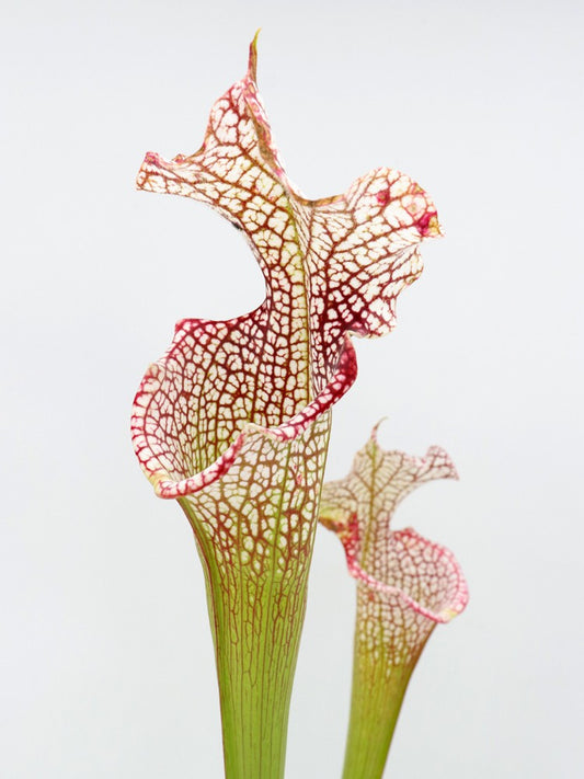 L20 GC  Sarracenia leucophylla "Predator"