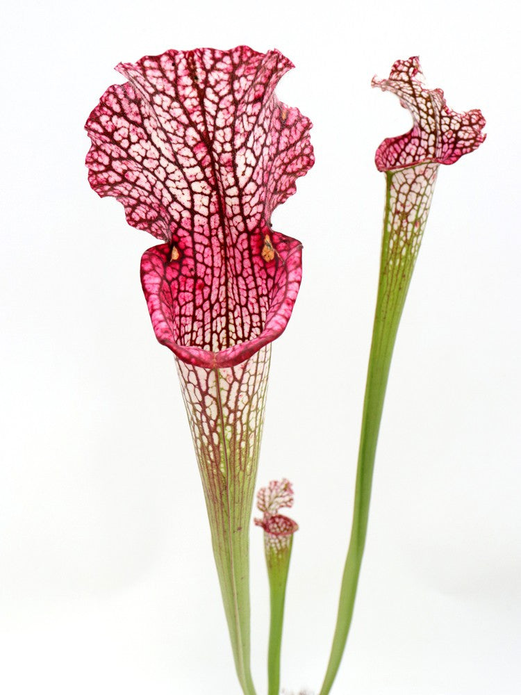 L3 GC Sarracenia leucophylla " Viper "