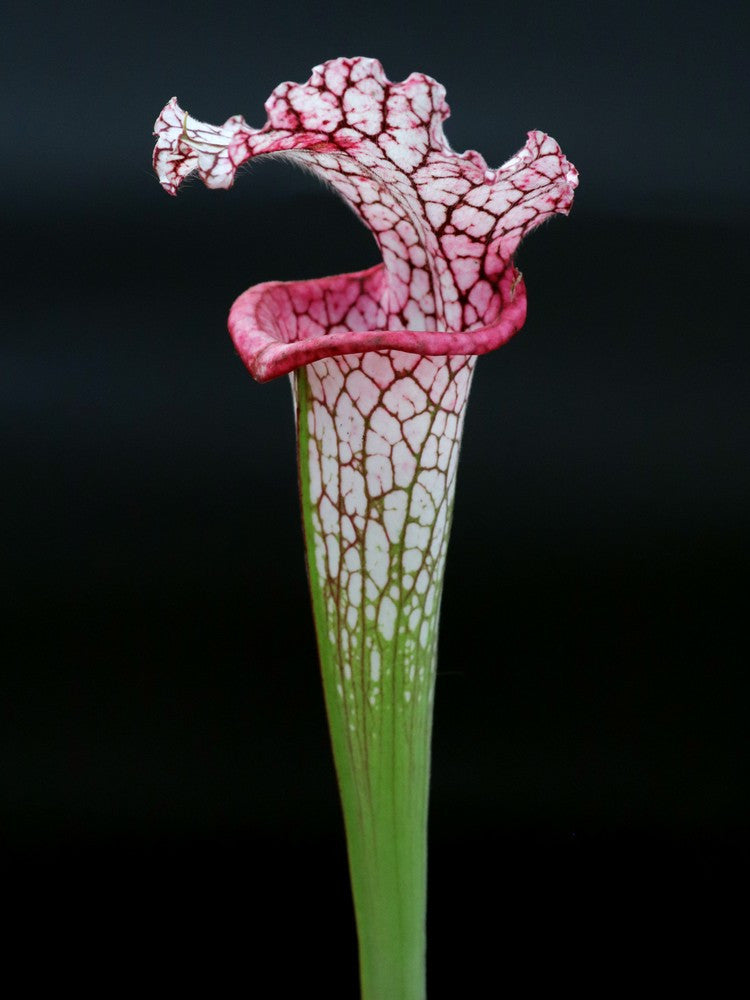L4 GC Sarracenia leucophylla