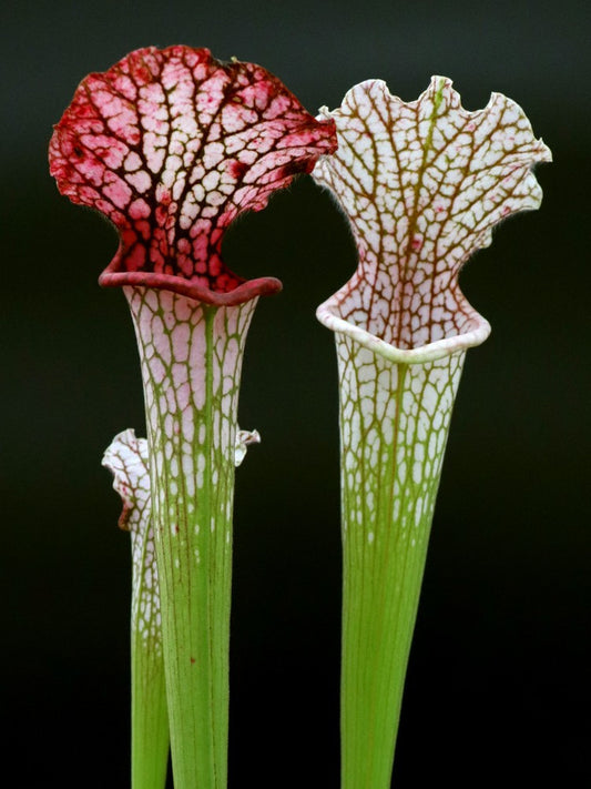 L5 GC  Sarracenia leucophylla " Hot pink selection "