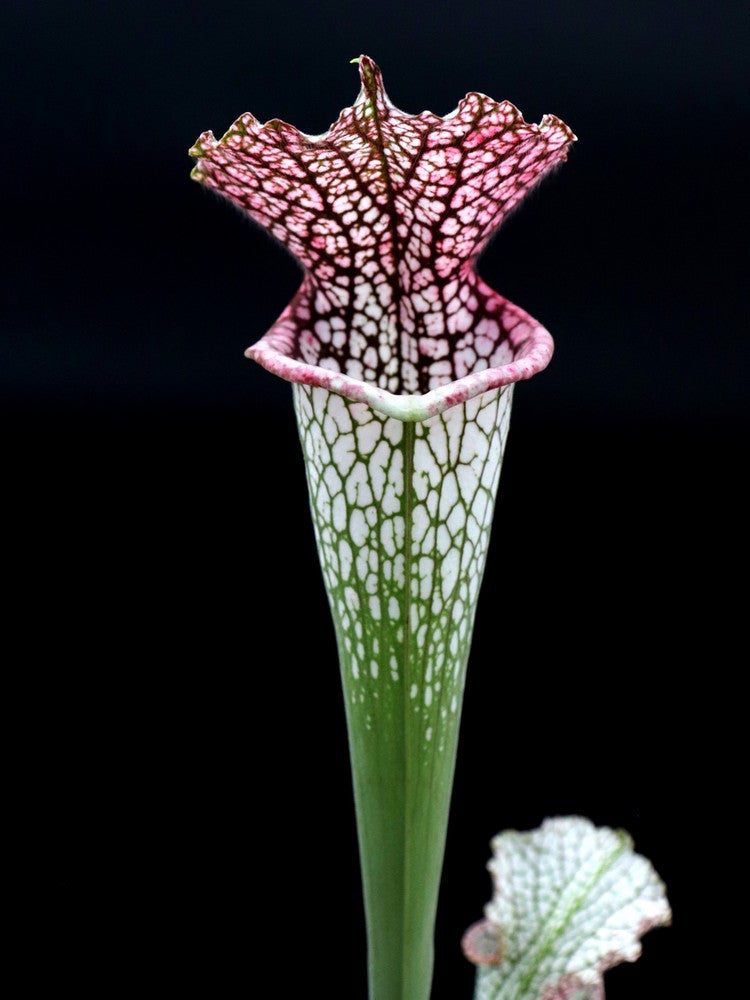 L7 GC Sarracenia leucophylla