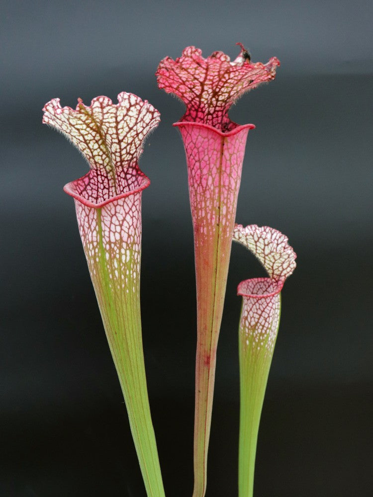L8 GC Sarracenia leucophylla