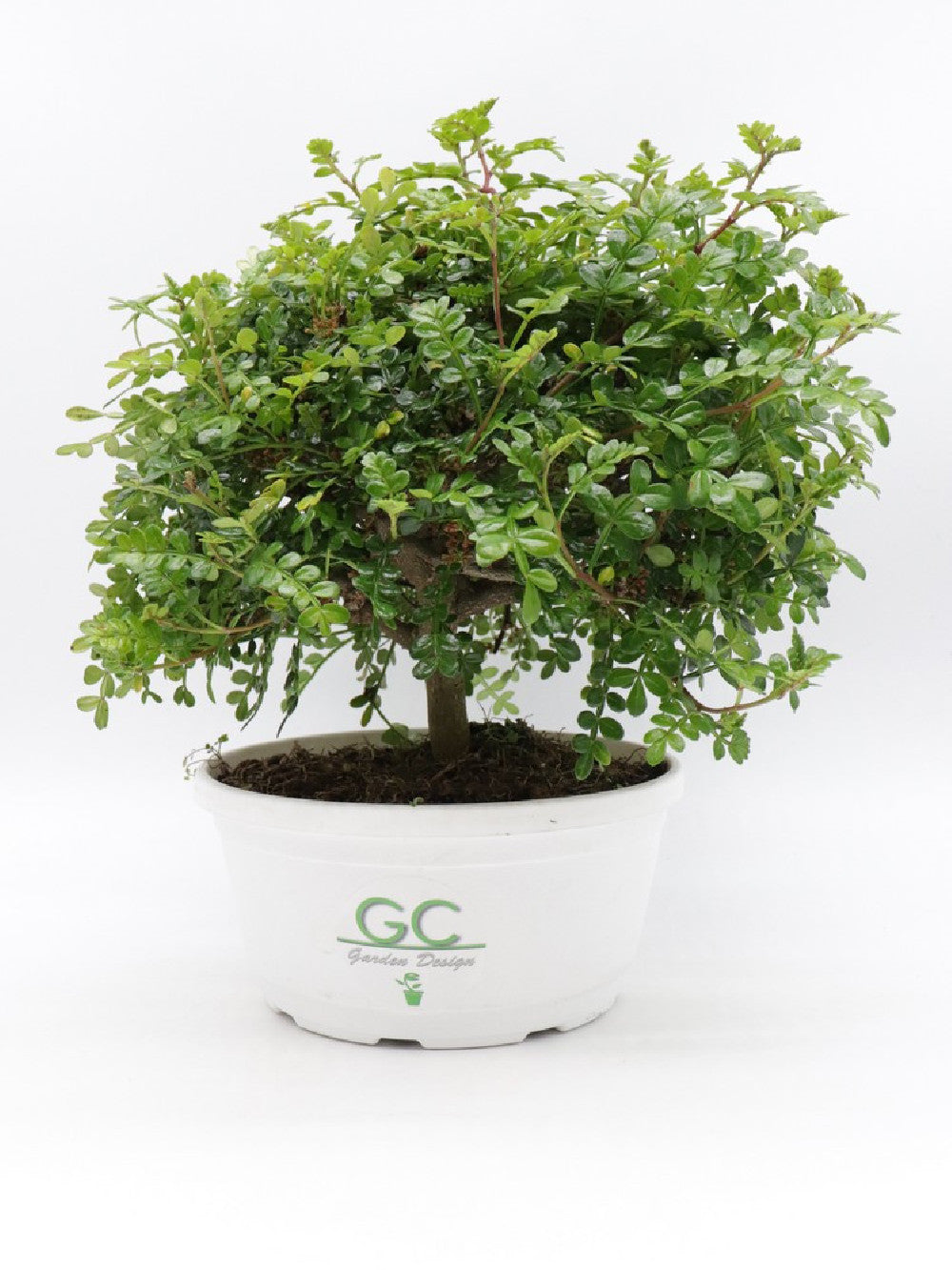 La pianta del pepe Sichuan