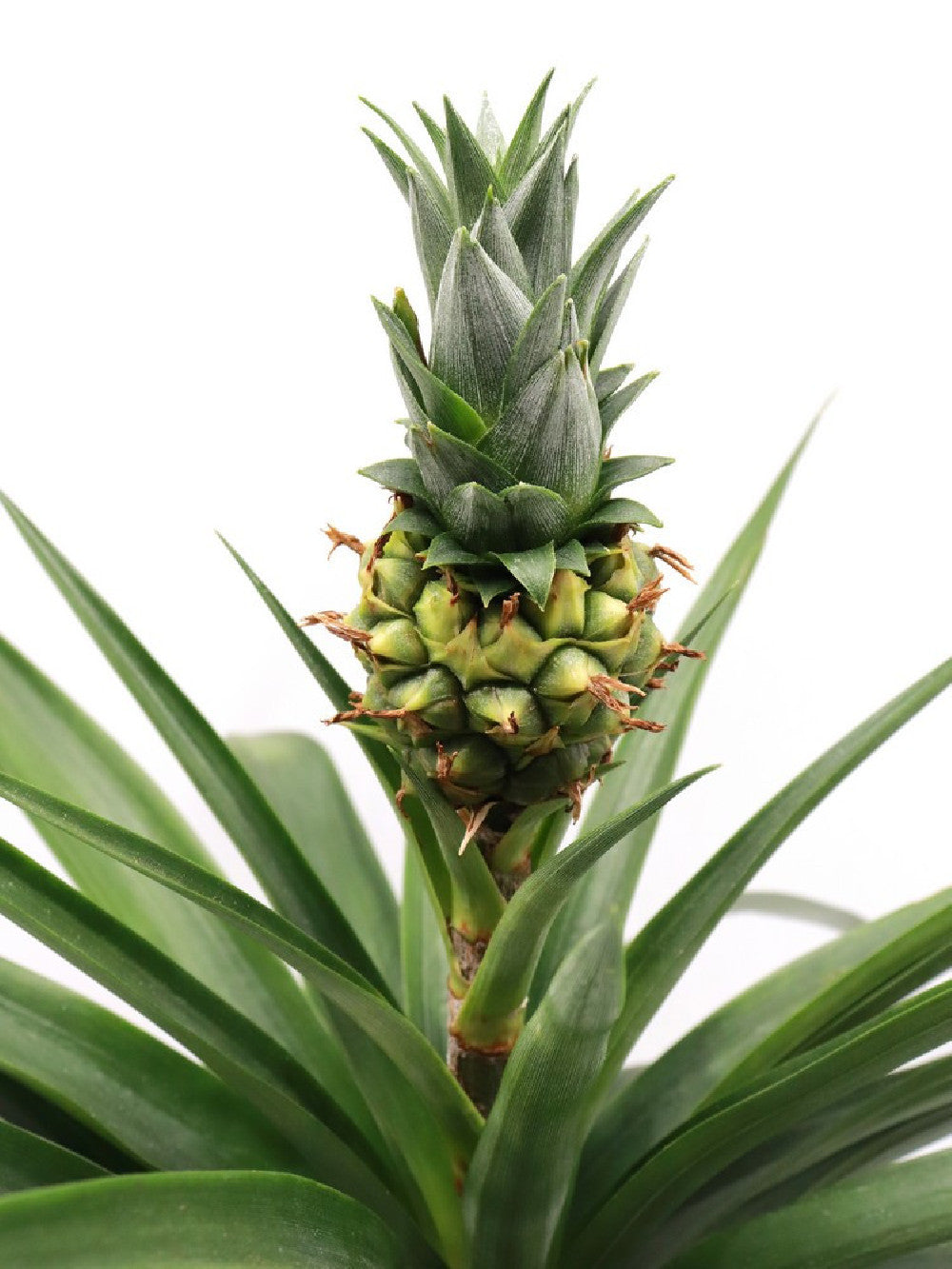 La pianta dell' ananas "Green" Large size