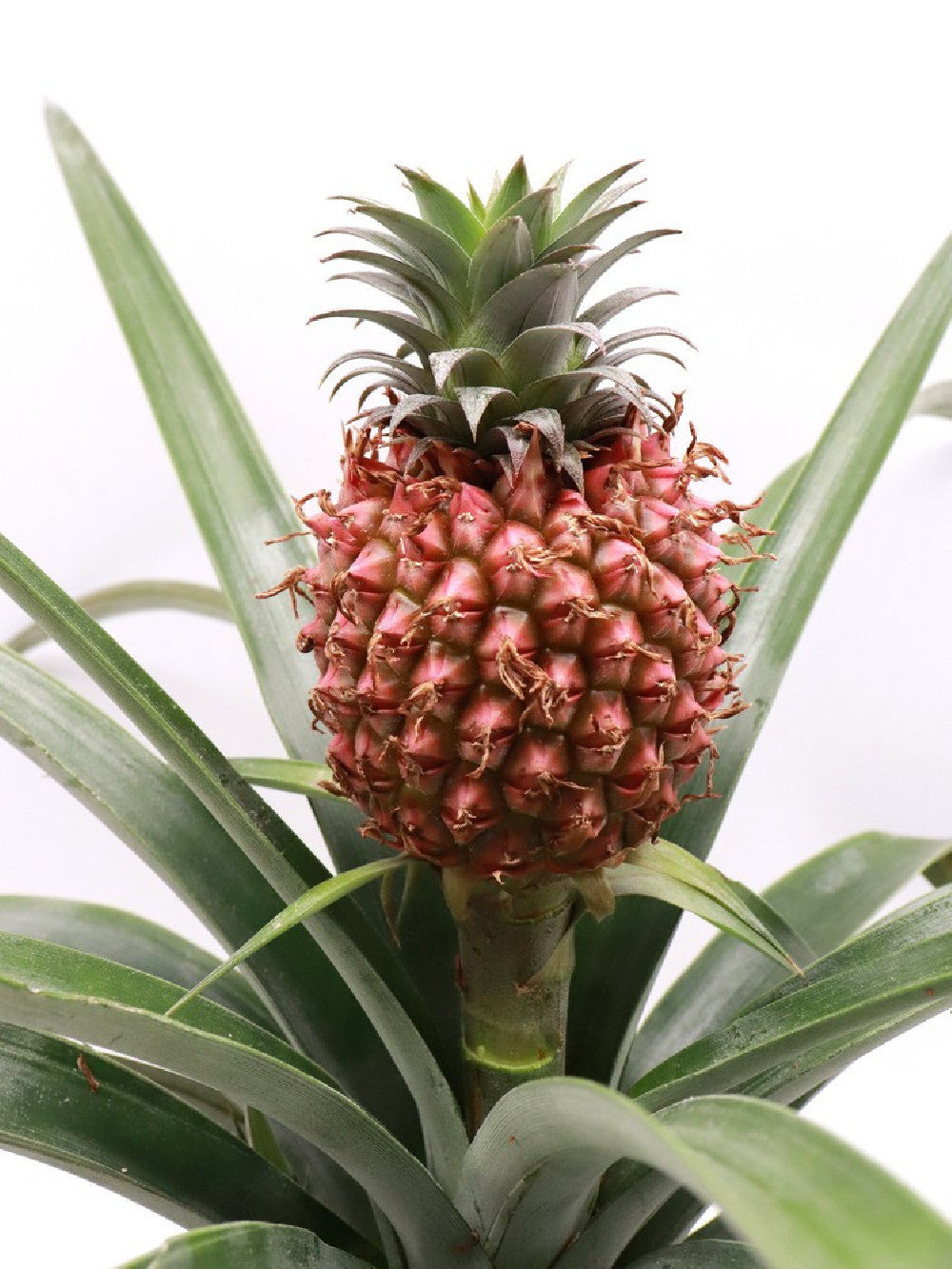 pineapple carnivorous plant La pianta dell'ananas "ORANGE" – Giardino Carnivoro