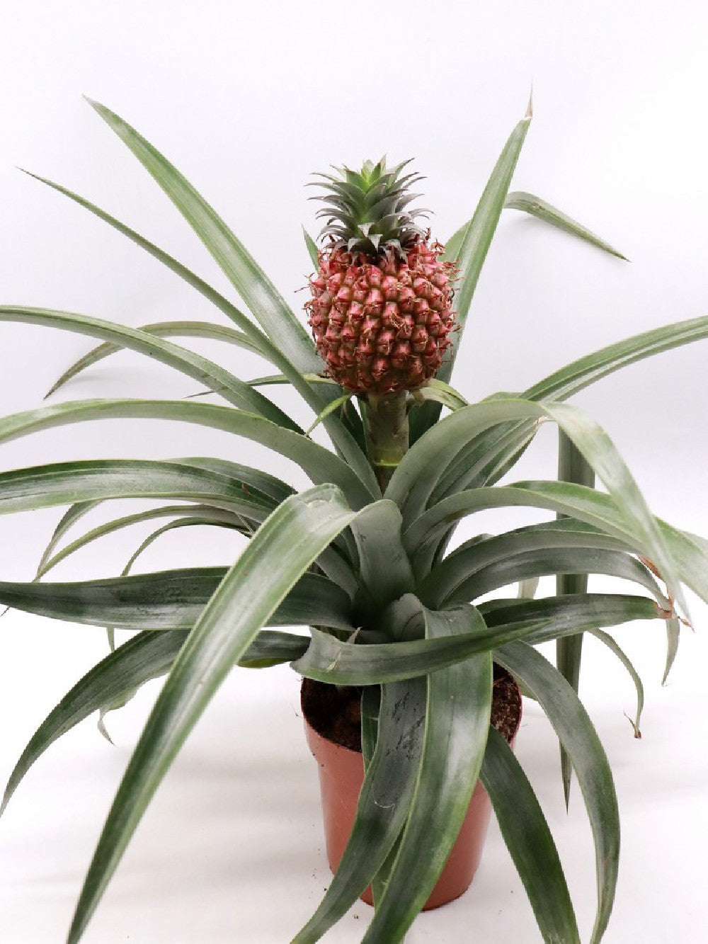 La pianta dell'ananas "ORANGE"