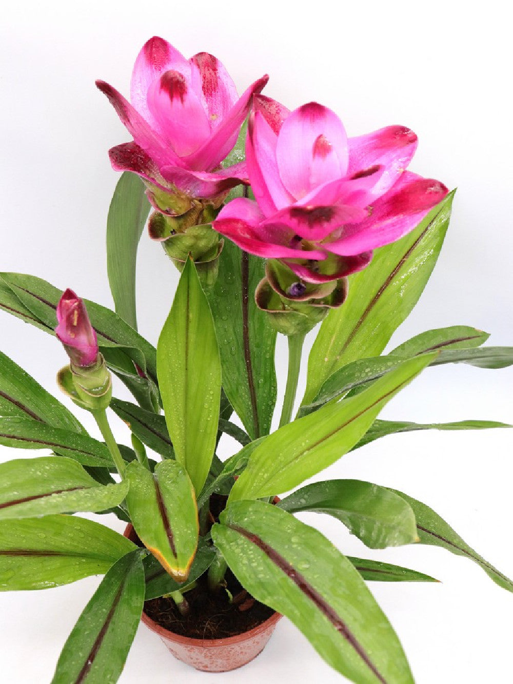 La pianta della Curcuma