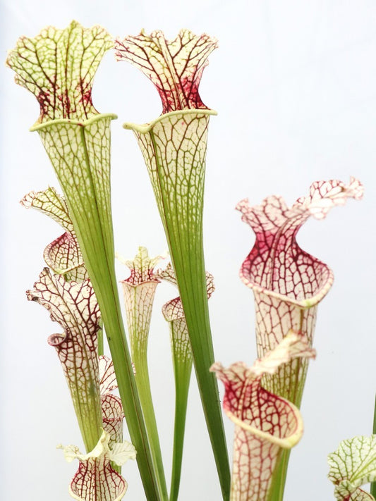 Leucophylla "red throat" Selected clones from seed