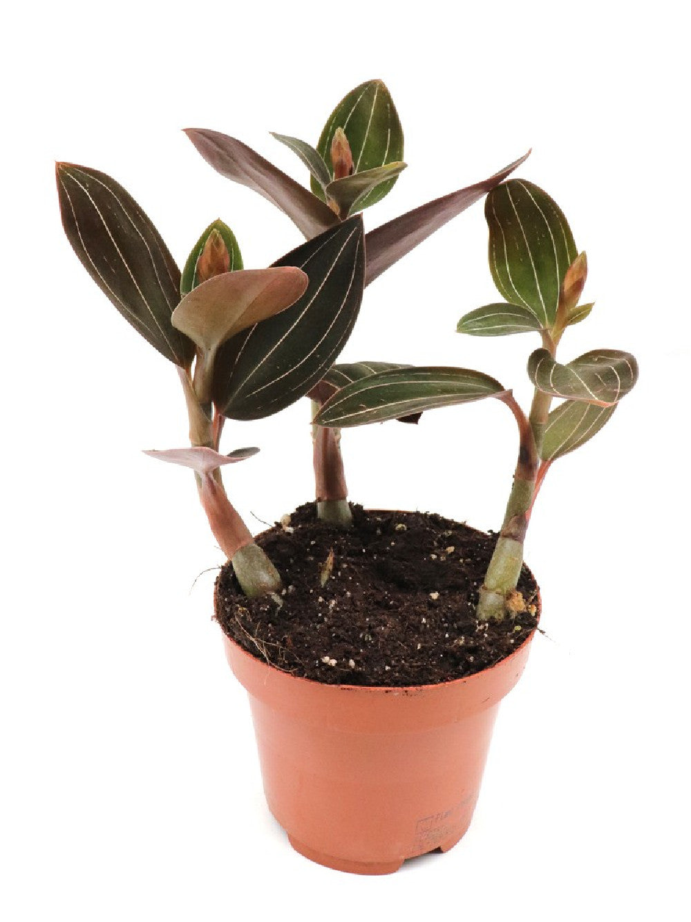 Ludisia discolor Orchidea Gioiello