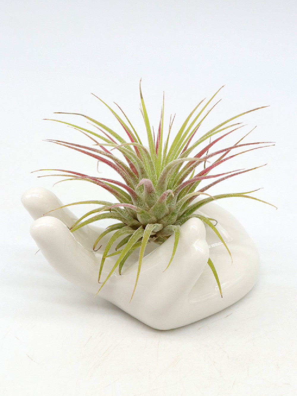 Mano in ceramica per supporto TILLANDSIA