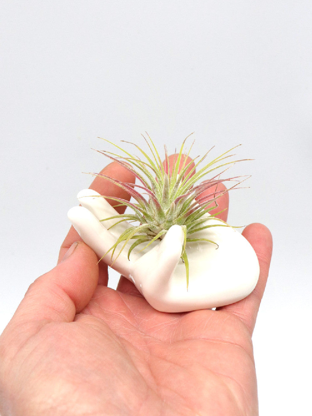 Mano in ceramica per supporto TILLANDSIA
