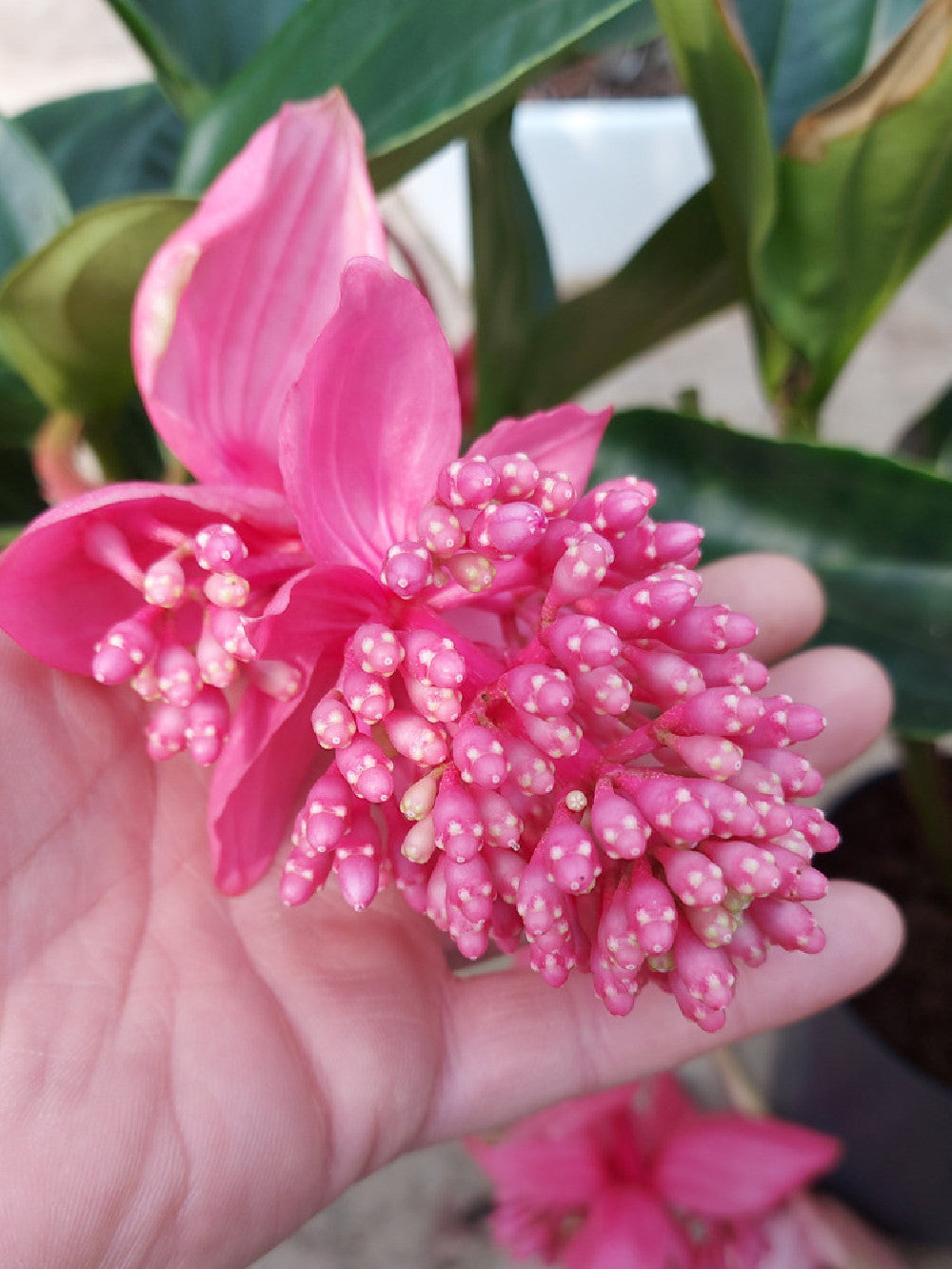 La medinilla magnifica – Signorelli flowers & coffee La medinilla magnifica – Signorelli flowers & coffee