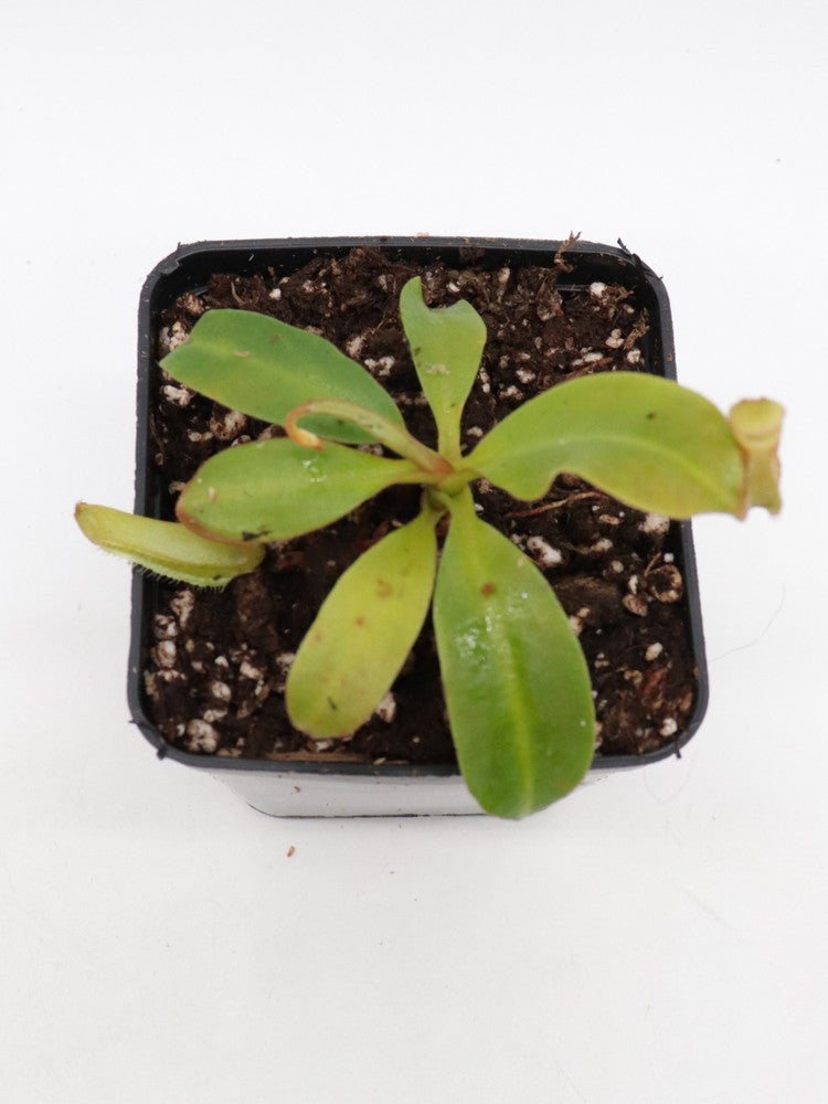 N. X (veitchii x burbidgeae) x ( thorelli x aristolochioides)