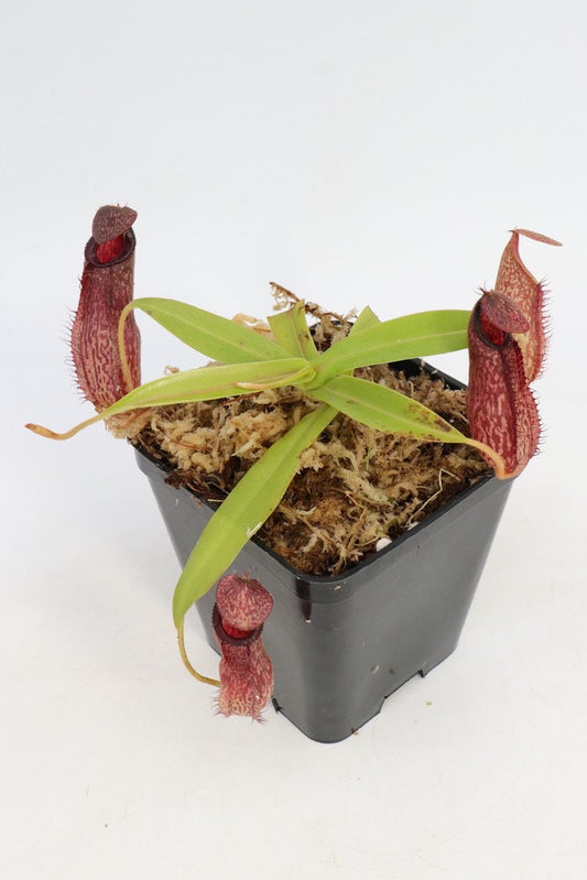 N. (Aristolochioides x spectabilis) x N.Hamata