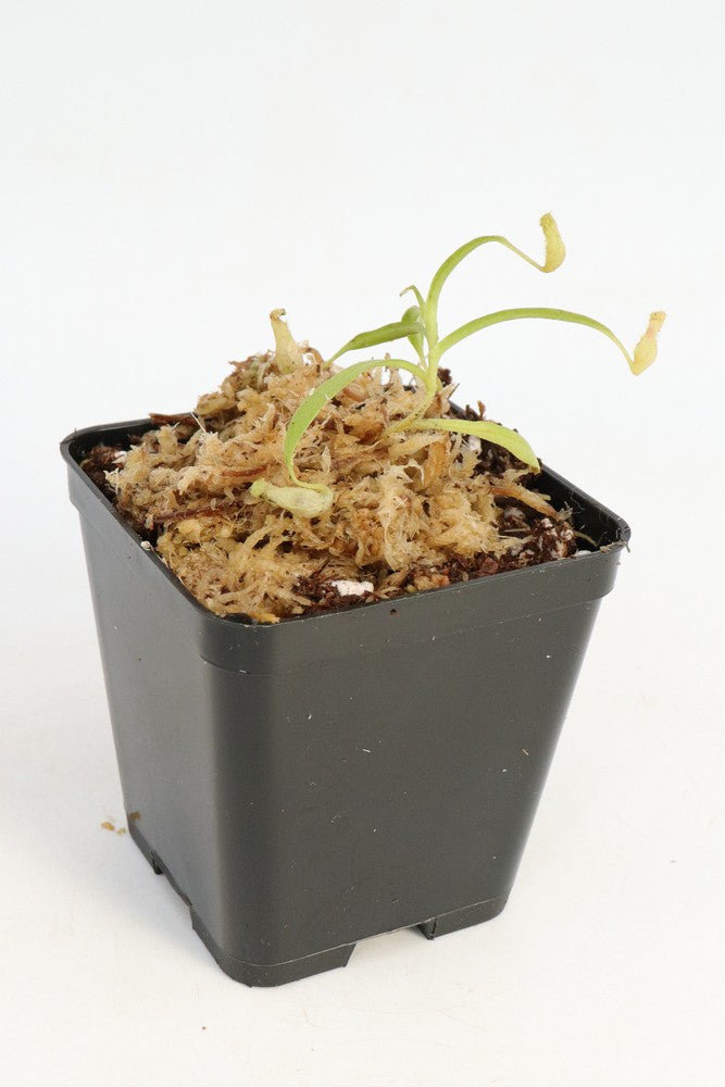 N. (Aristolochioides x spectabilis) x N.Hamata