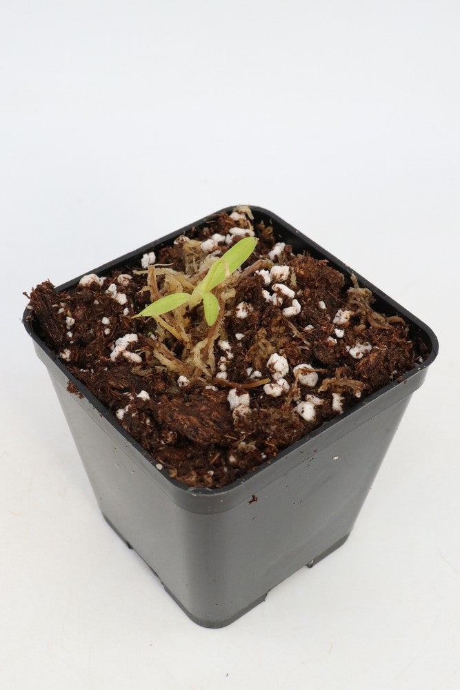 N. (Aristolochioides x spectabilis) x N.Hamata