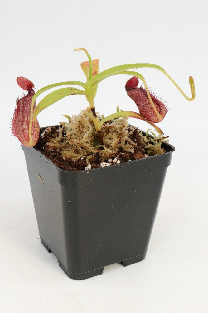 N. (Aristolochioides x spectabilis) x N.Hamata