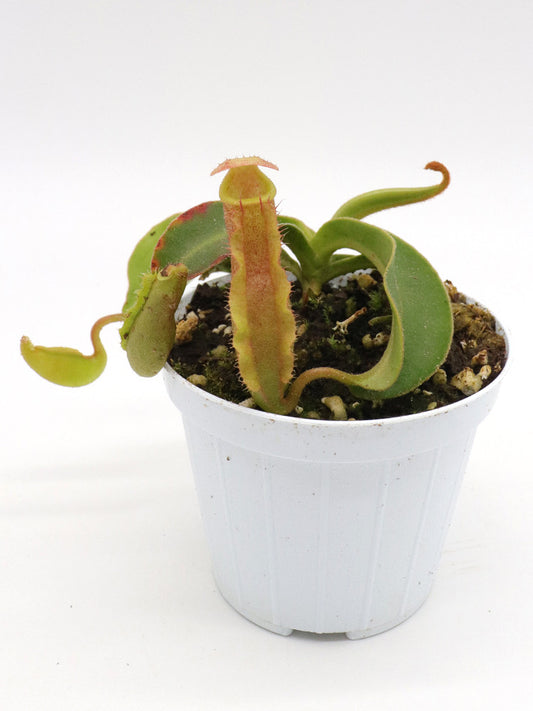 N. (spathulata x spectabilis Pinapan) x (veitchii x lowii)