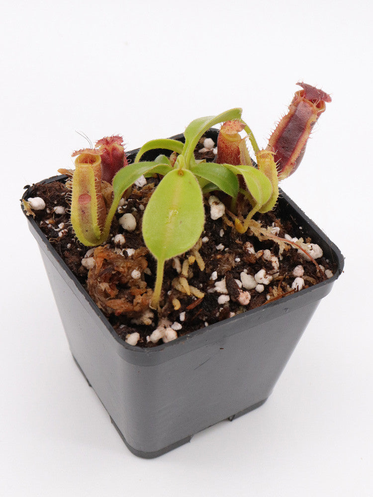 N. (spathulata x spectabilis) x (veitchii x lowii) seedgrow