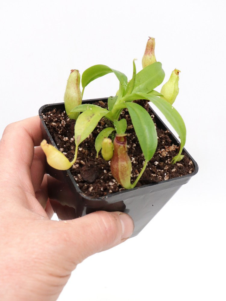 N. (truncata x aristolochiodes) x ( thorelli x aristolochioides)