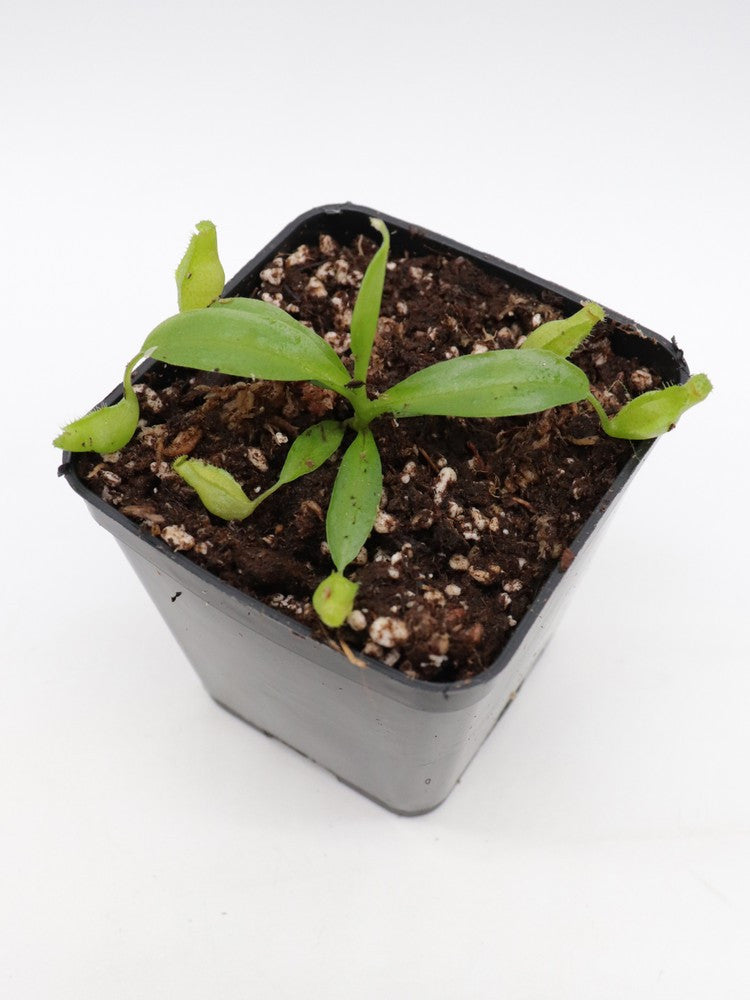 N. (truncata x aristolochiodes) x ( thorelli x aristolochioides)