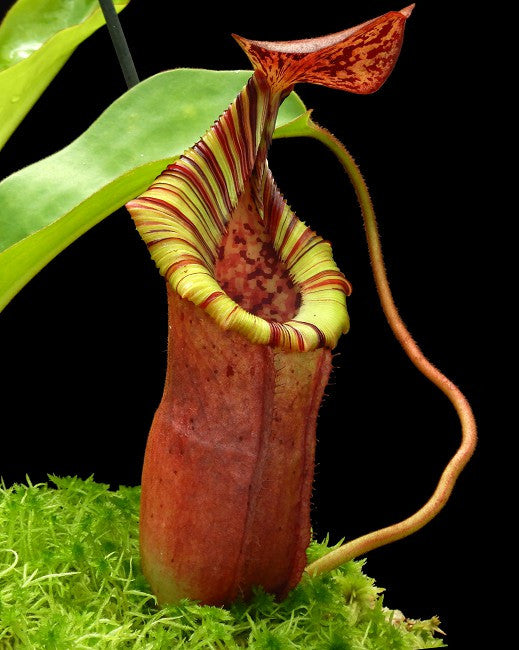 N. (veitchii x lowii) x (burbidgeae x edwardsiana) BE-3980