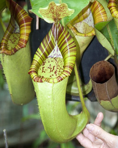 N. chaniana x veitchii  BE-3137