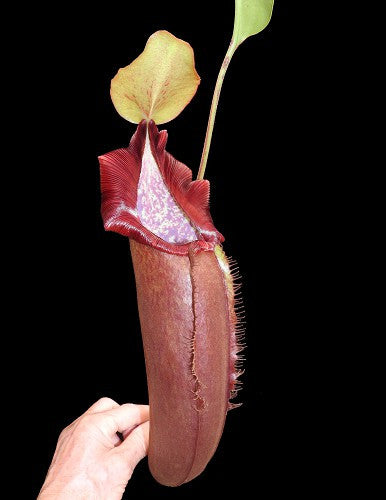 N. densiflora x robcantley BE-3573