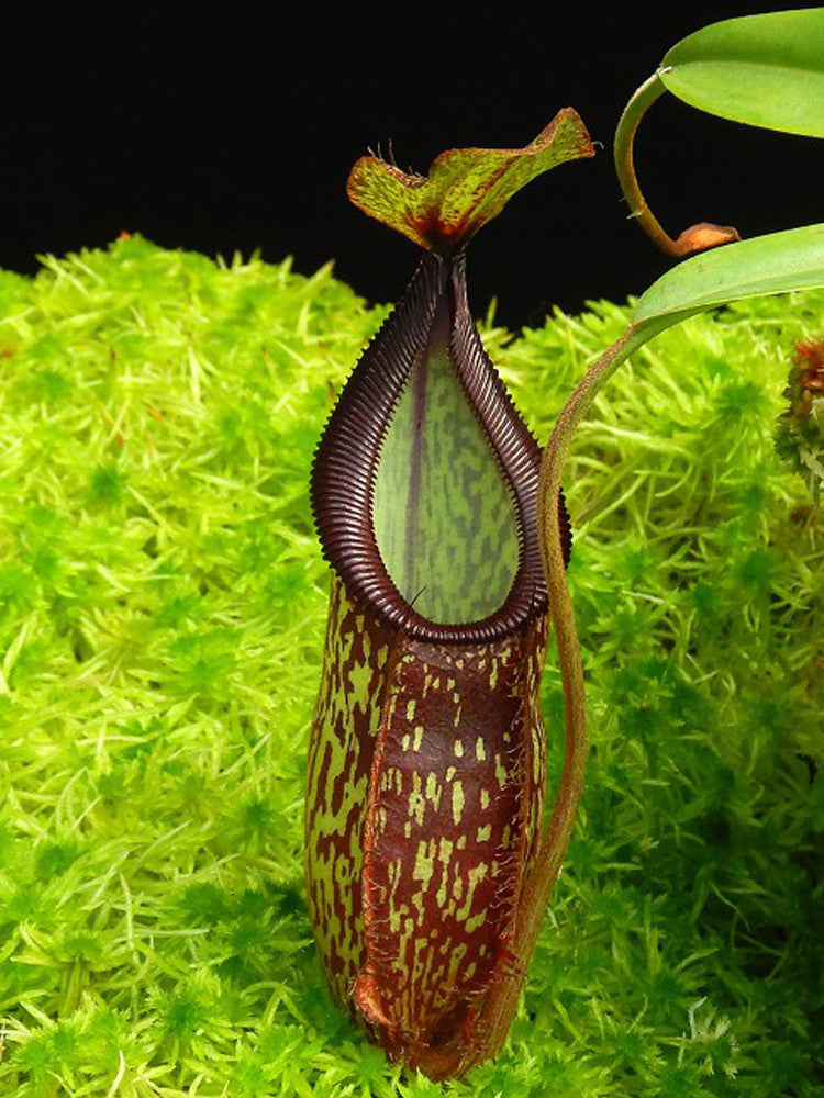 N. hamata"Tambusisi" x 'Lady Pauline' BE-4520