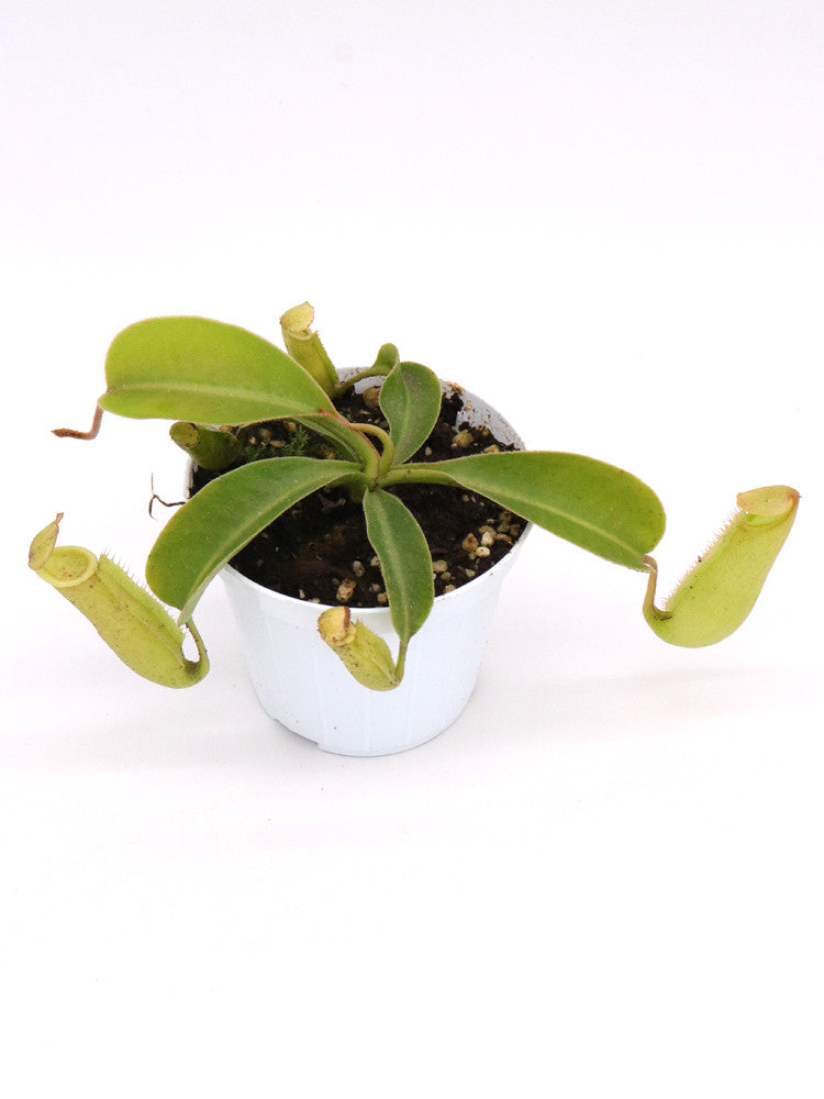 N. minima x (veitchii x lowii)