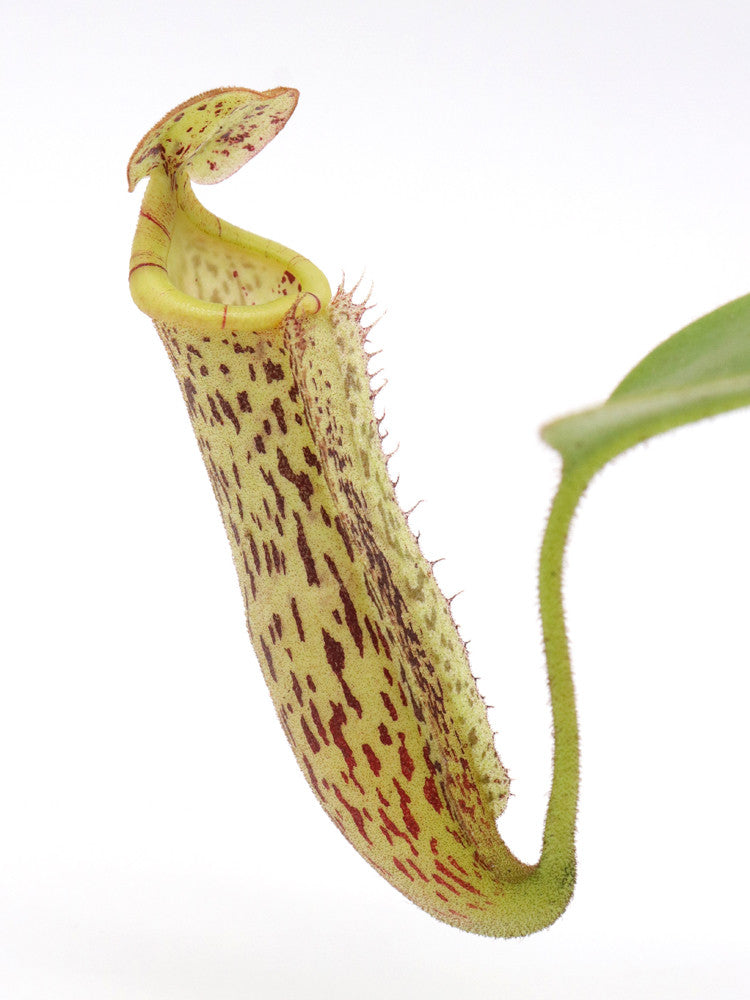 N. platychila x (burbidgeae x campanulata) SEEDGROW