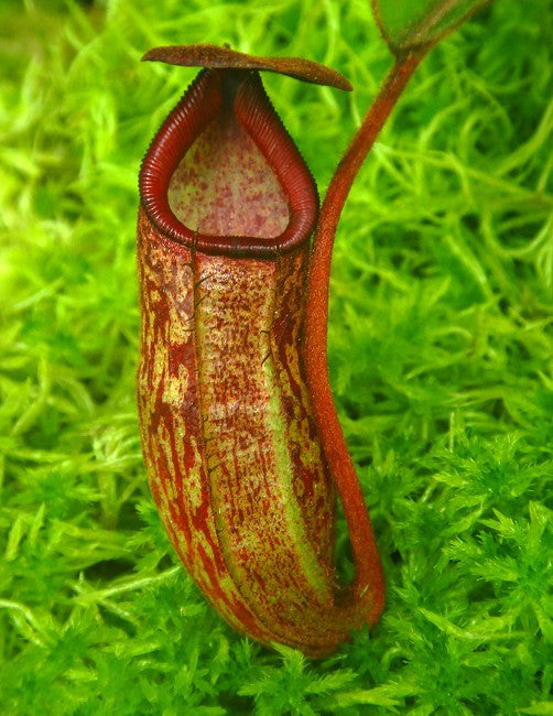 N. rajah x klossii BE-4071