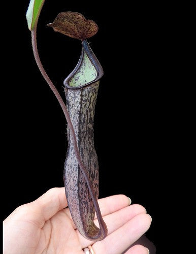 N. ramispina x vogelii BE-3957