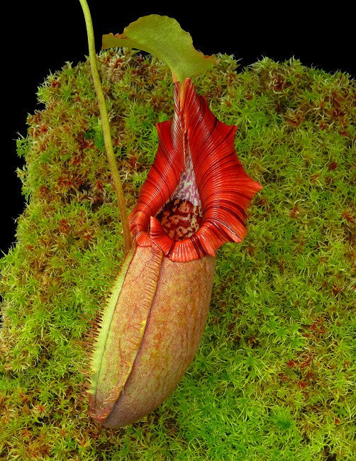 N. robcantley x ovata BE-3996