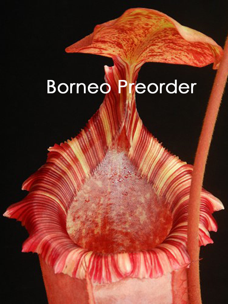 N. sibuyanensis x (veitchii x lowii) BE-3986