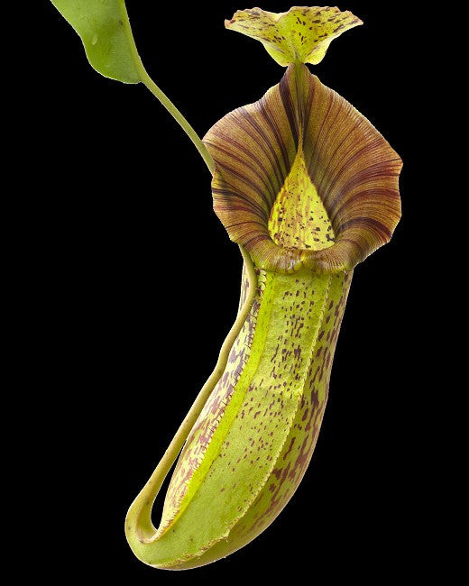 N. spathulata x platychila BE-3945